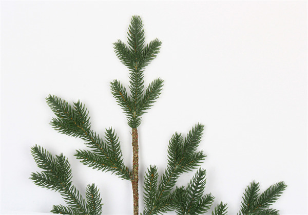 Branches de Noël pour la décoration