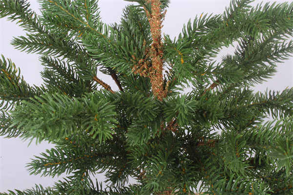 Cèdres pour la finition verte de Noël