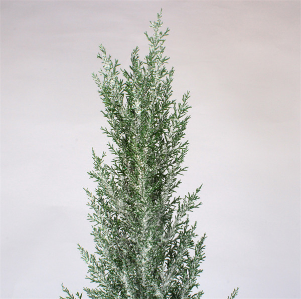 Pine Tree for Christmas for Home Party.jpg